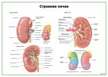 Почка, строение, кровоснабжение