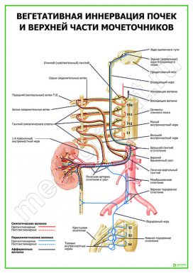 Вегетативная иннервация почек и верхней части мочеточников