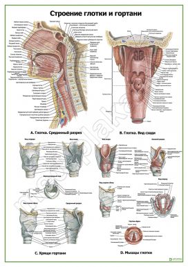 Строение глотки и гортани