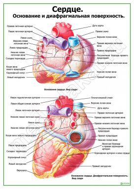 Сердце. Строение и диафрагмальная поверхность