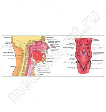 Строение глотки