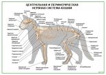 Центральная и периферическая нервная система кошки