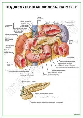 Поджелудочная железа на месте