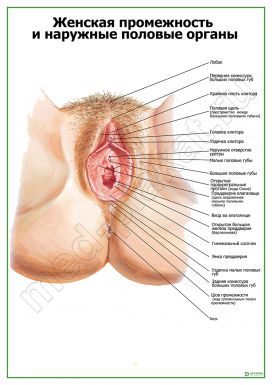 Промежности и наружные половые органы женщины
