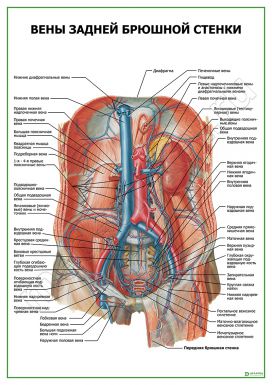 Вены задней брюшной стенки