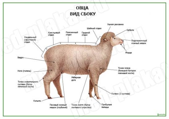 Овца, вид сбоку