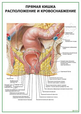 Прямая кишка. Расположение и кровоснабжение