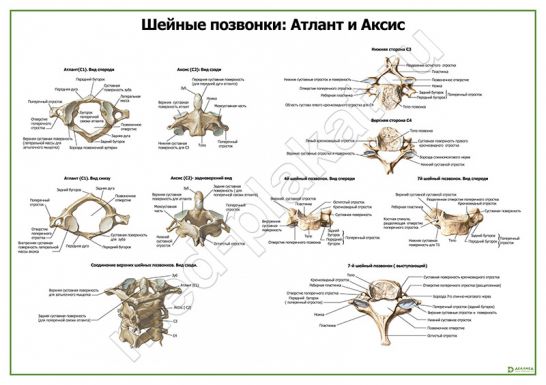 Шейные позвонки и их соединения