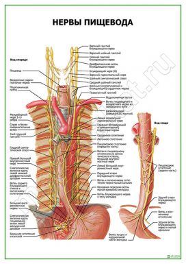 Нервы пищевода