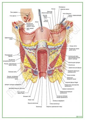 Внутренние женские половые органы