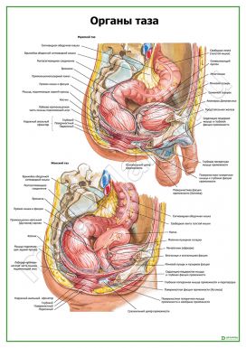 Органы таза