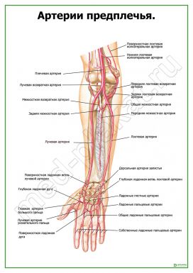 Артерии предплечья