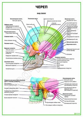 Череп. Вид сбоку