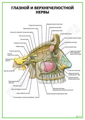 Глазной и верхнечелюстной нервы