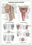 Глотка и гортань: строение, хрящи, мышцы