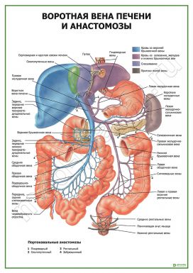 Воротная вена печени и анастомозы