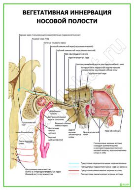 Вегетативная иннервация носовой полости