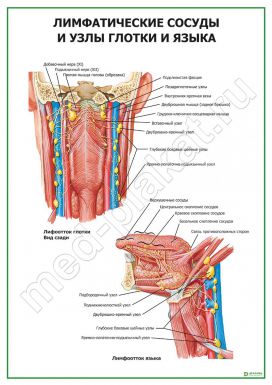 Лимфатические сосуды и узлы глотки и языка
