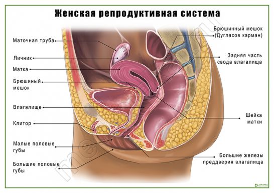 Женская репродуктивная система