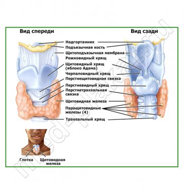 Строение гортани