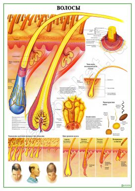 Строение волоса и патологии