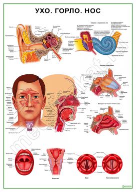 Ухо, горло, нос