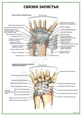 Связки запястья