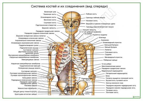 Система костей и их соединения (вид спереди)