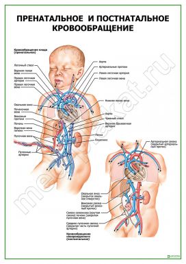 Пренатальное и постнатальное кровообращение