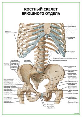 Костный скелет брюшного отдела