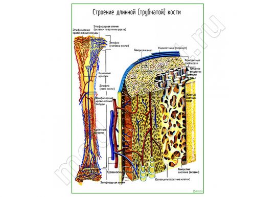 Строение трубчатой кости