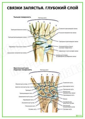 Связки запястья. Глубокий слой