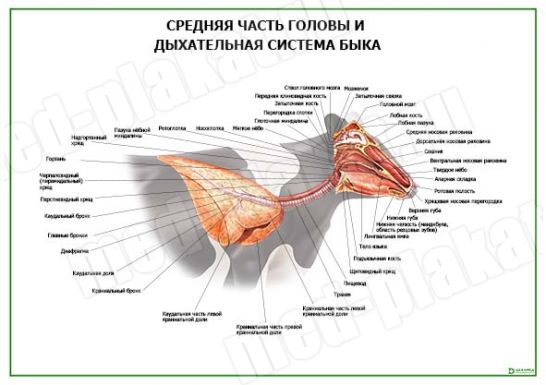 Средняя часть головы и дыхательная система быка