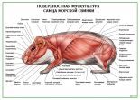 Поверхностная мускулатура самца морской свинки