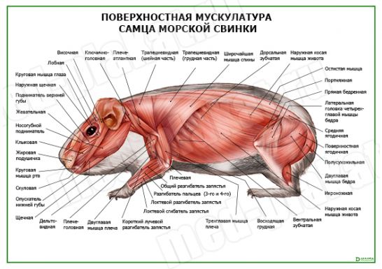 Поверхностная мускулатура самца морской свинки