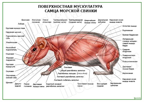 Строение морской свинки