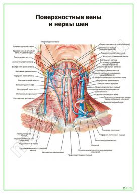 Поверхностные вены и нервы шеи