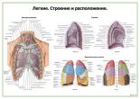 Легкие, строение и расположение