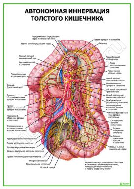 Автономная иннервация толстого кишечника