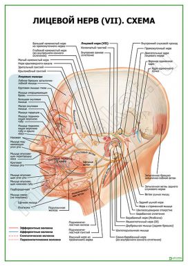 Лицевой нерв (VII). Схема