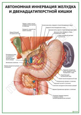 Автономная иннервация желудка