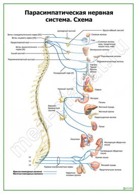 Парасимпатическая нервная система. Схема