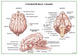 Головной мозг собаки