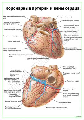 Коронарные артерии и вены