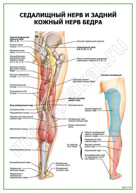Седалищный нерв и задний кожный нерв бедра