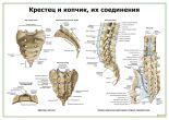 Крестец и копчик, их соединения