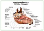 Разрез головы лошади