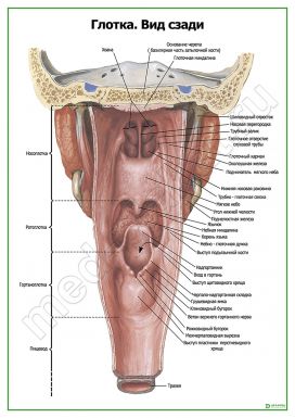 Глотка, вид сзади