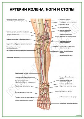 Артерии колена, ноги и стопы