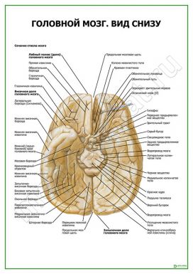 Головной мозг. Вид снизу
